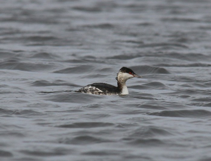 Slavonian Grebe