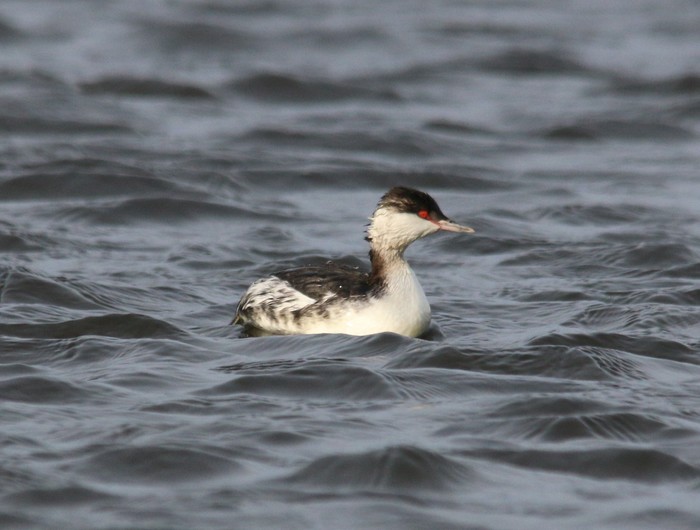 Slavonian Grebe