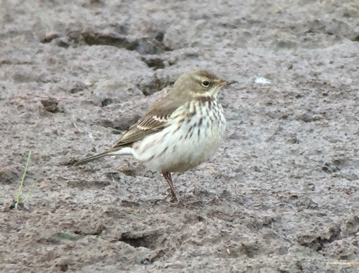 Water Pipit