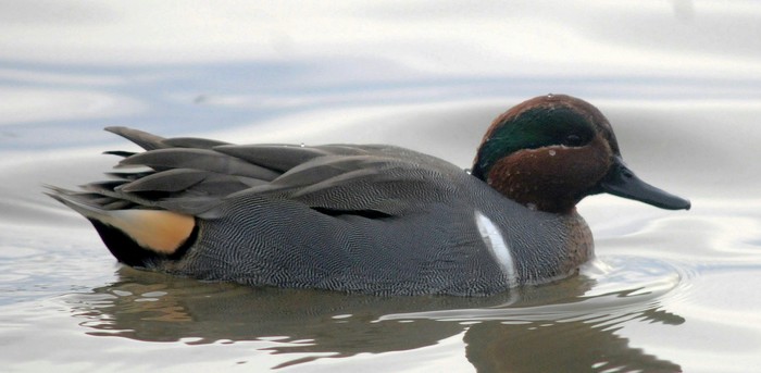 Green-winged Teal