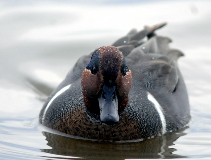 Green-winged Teal