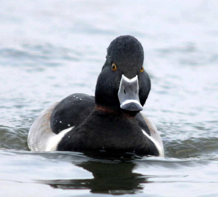 Ring-necked Duck