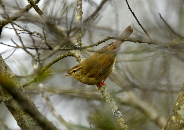 Radde's Warbler