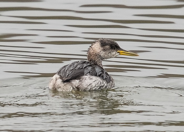 Red-necked Grebe