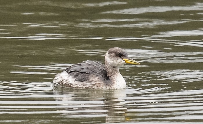 Red-necked Grebe