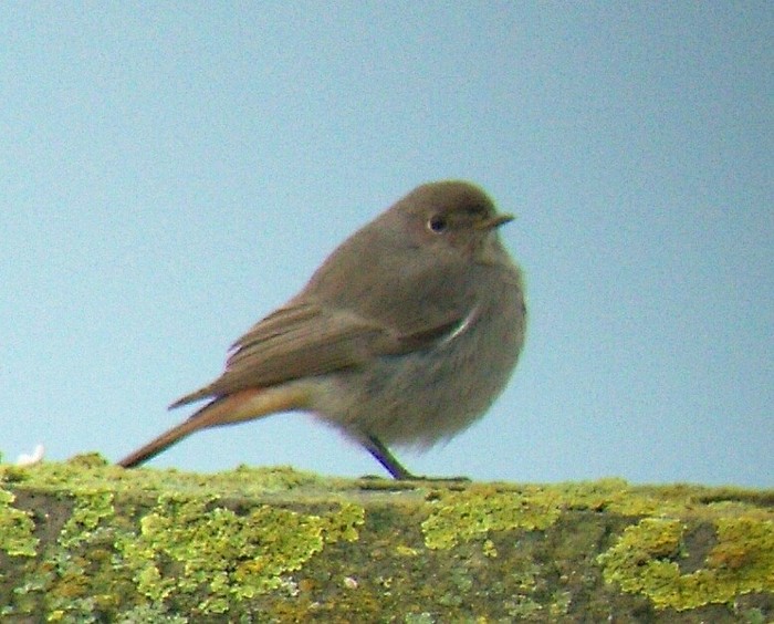 Black Redstart
