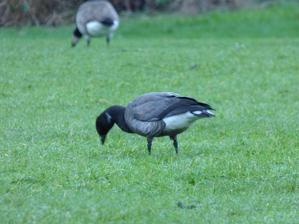 Dark-bellied Brent Goose