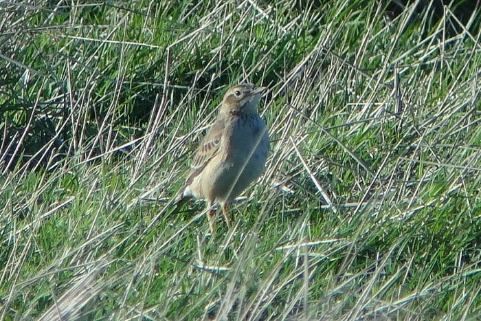 Richard's Pipit