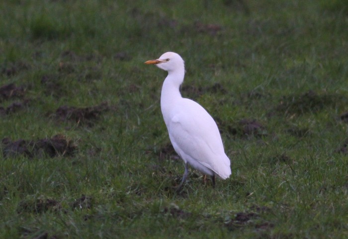 Cattle Egret
