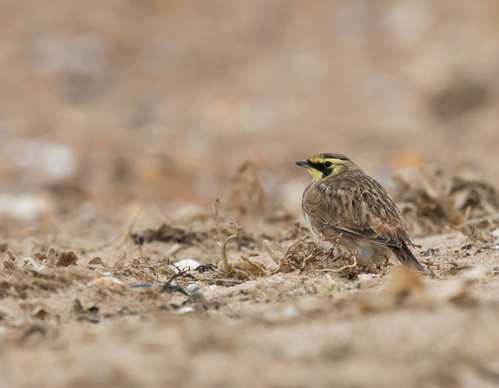 Shorelark