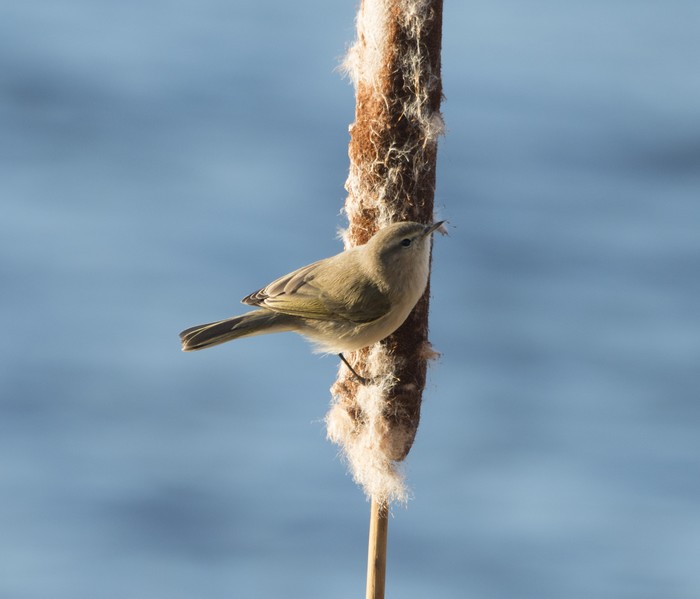 Siberian Chiffchaff