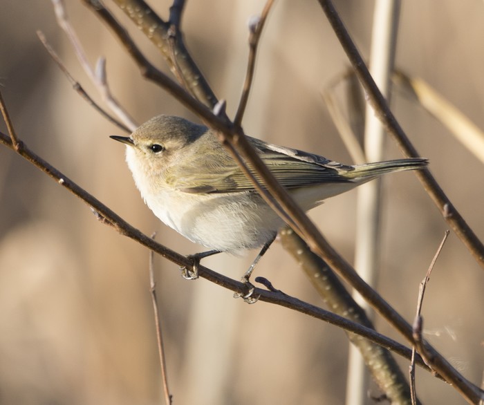Siberian Chiffchaff