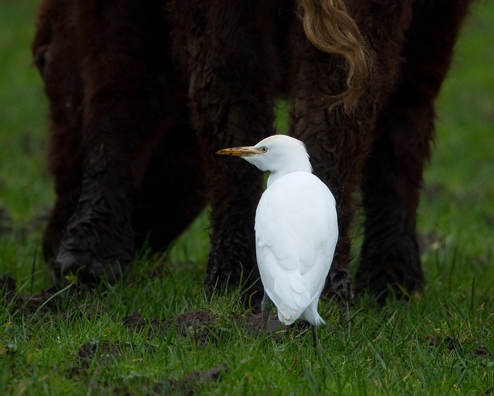 Cattle Egret