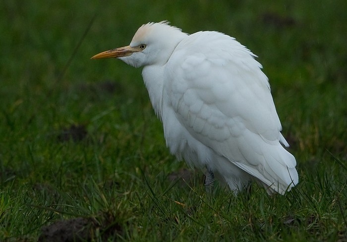 Cattle Egret