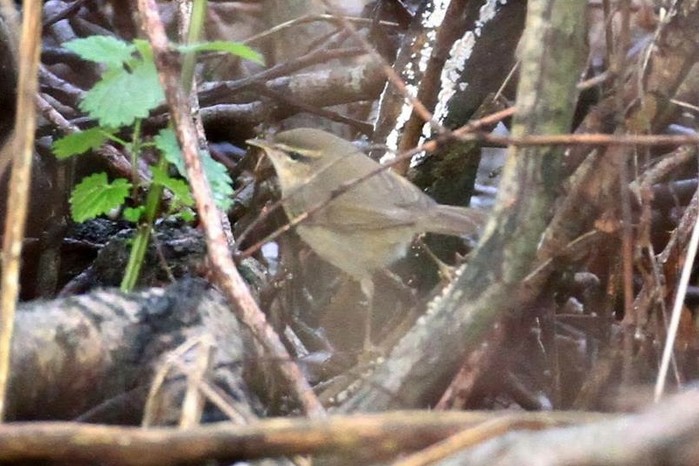 Dusky Warbler
