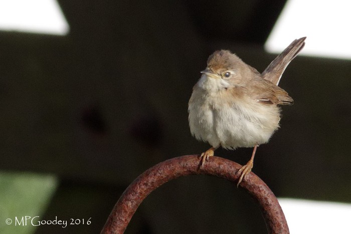 Whitethroat