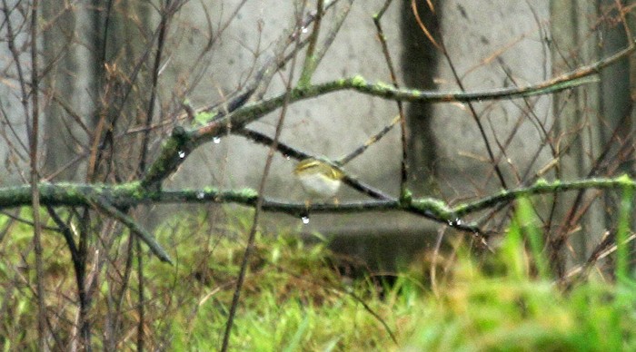 Pallas's Warbler