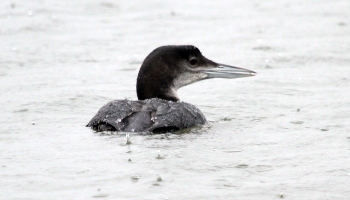 Great Northern Diver