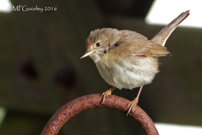 Whitethroat