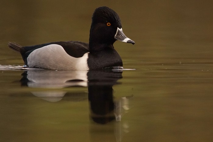 Ring-necked Duck