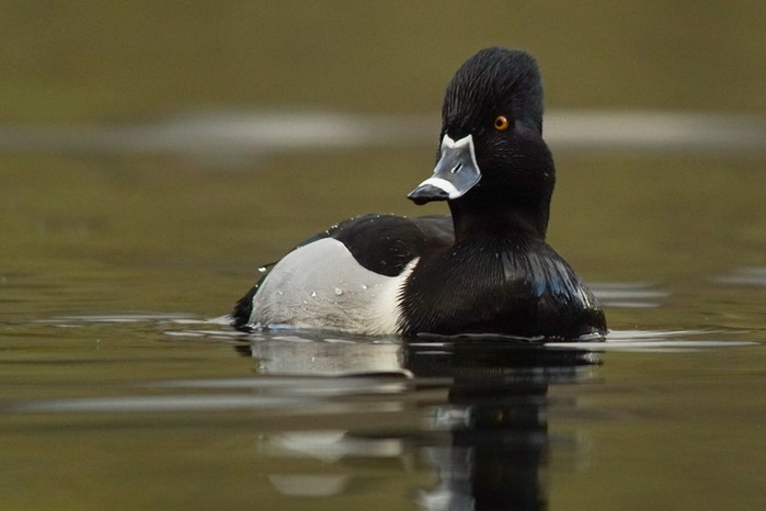 Ring-necked Duck