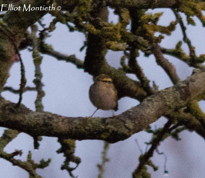 Pallas's Warbler