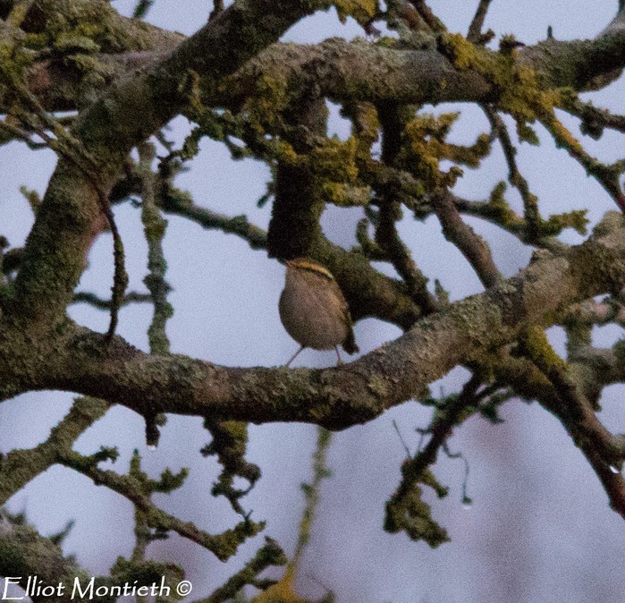 Pallas's Warbler
