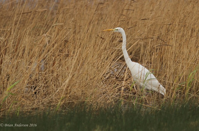 Great White Egret
