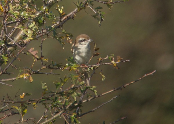 Brown Shrike