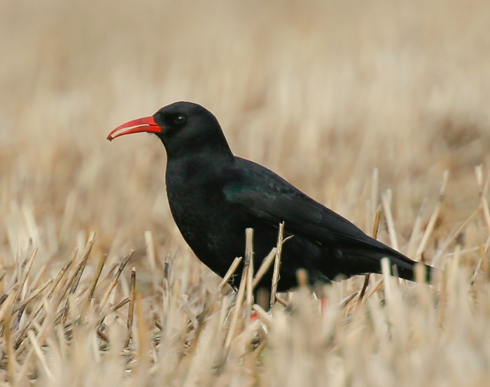 Chough