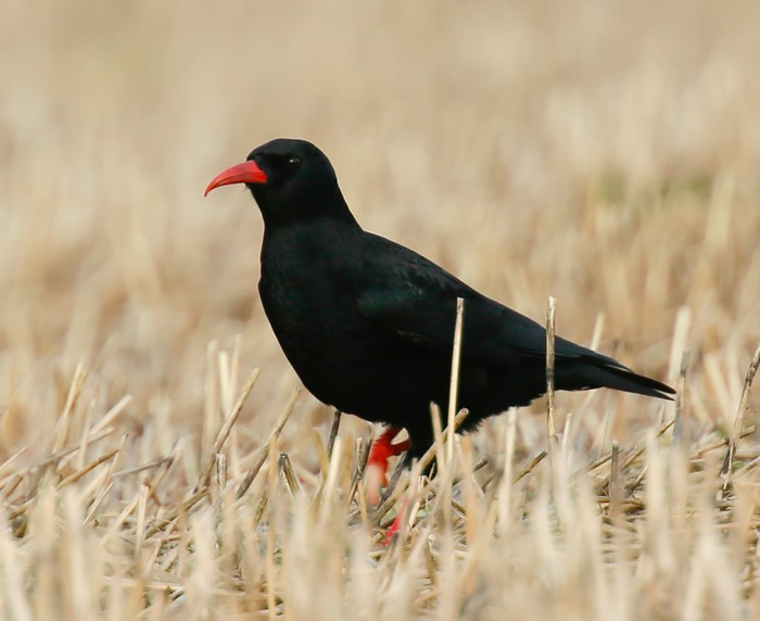 Chough