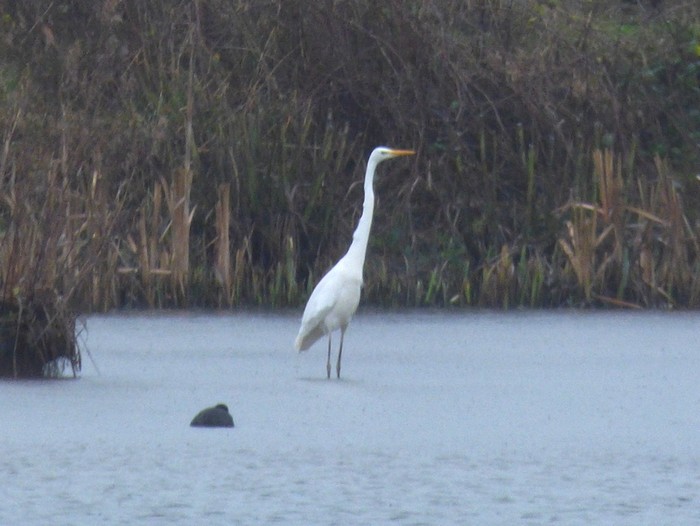 Great White Egret