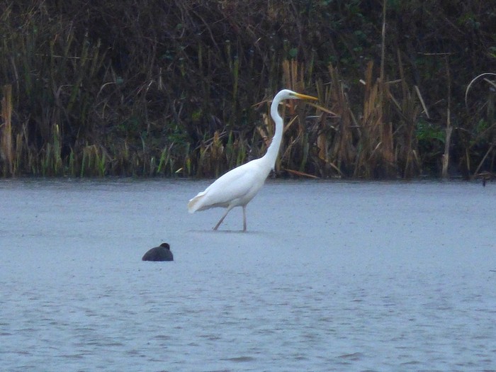 Great White Egret