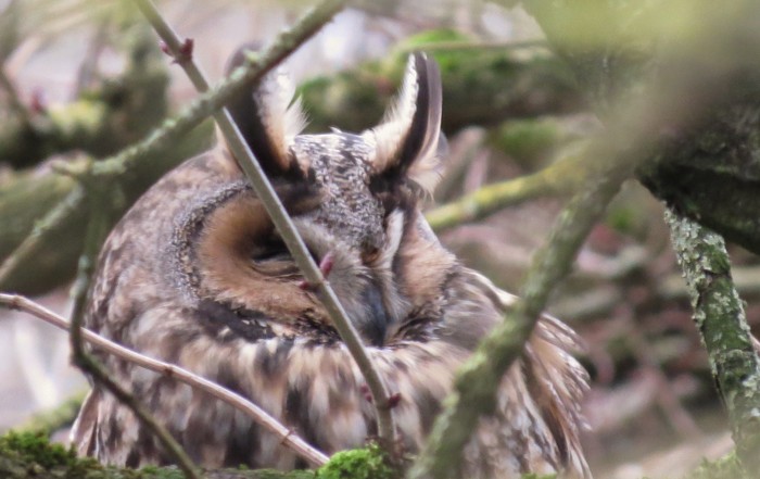 Long-eared Owl