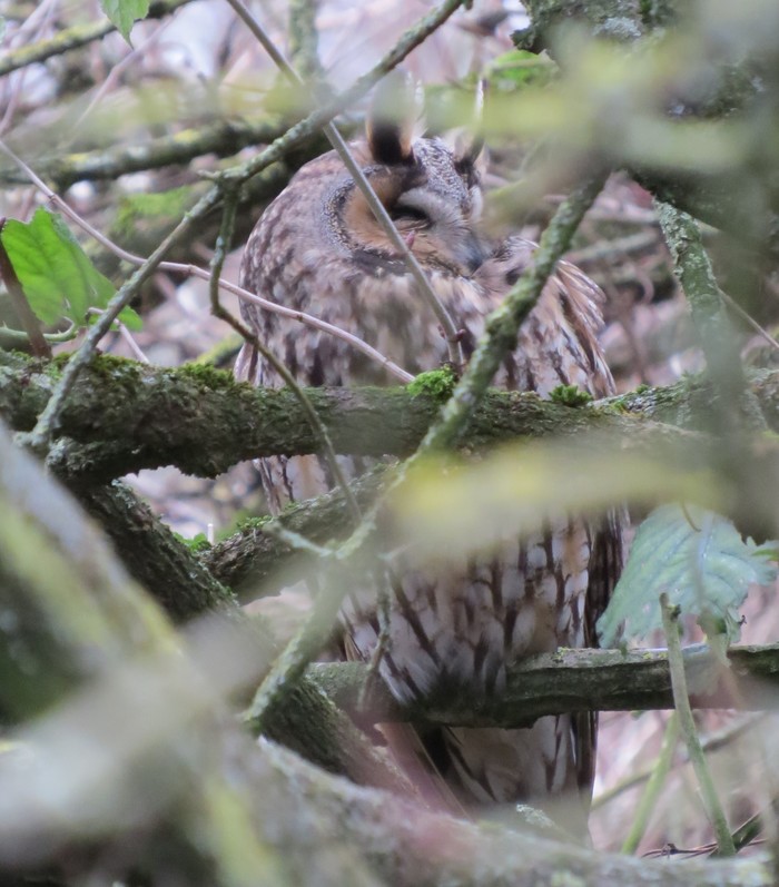 Long-eared Owl