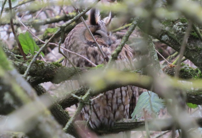 Long-eared Owl