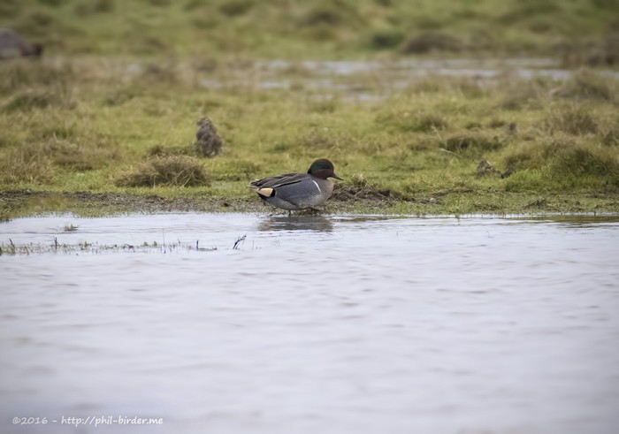 Green-winged Teal