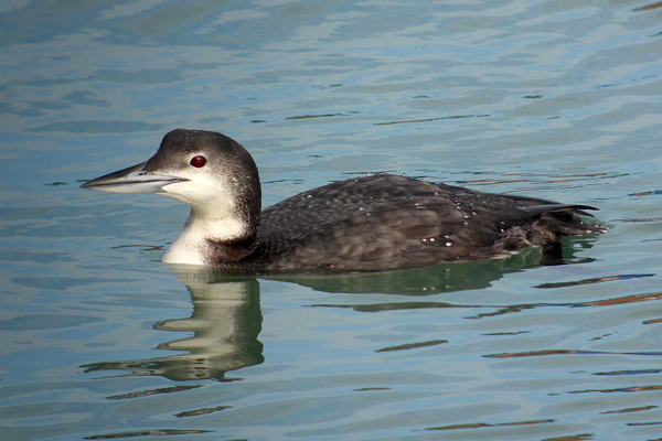 Great Northern Diver