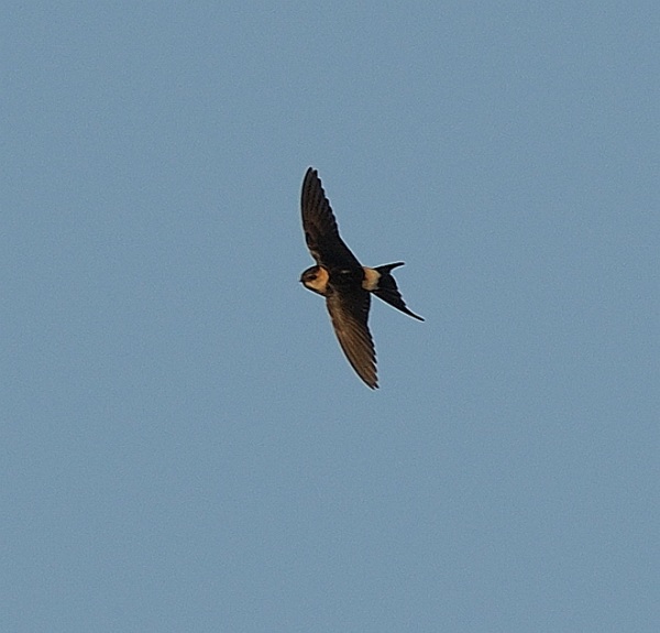 Red-rumped Swallow