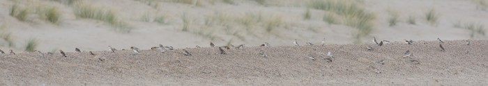 Snow Bunting
