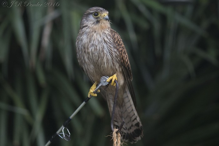 Kestrel