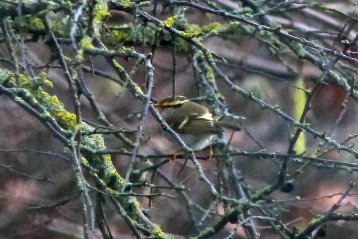 Pallas's Warbler