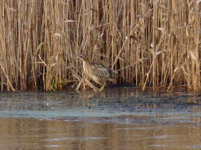 Bittern