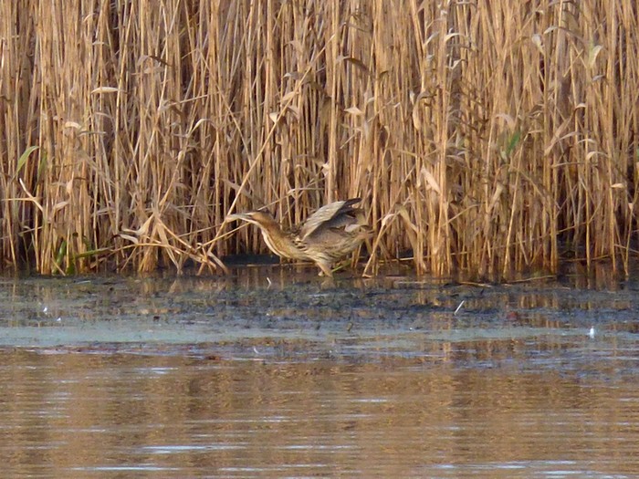 Bittern