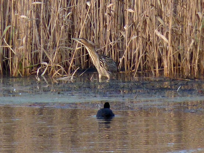 Bittern