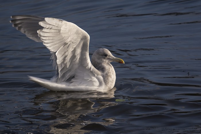 Glaucous-winged Gull