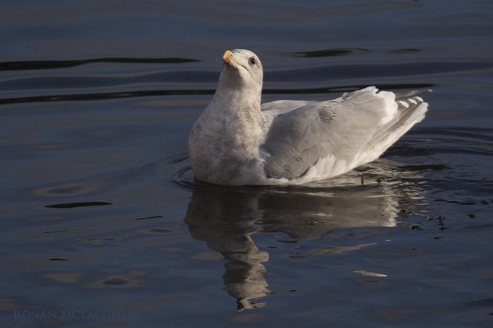Glaucous-winged Gull