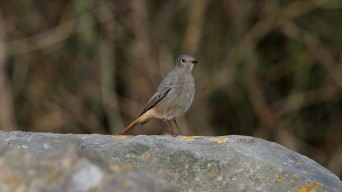 Black Redstart