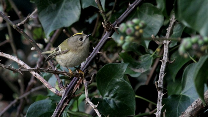 Goldcrest