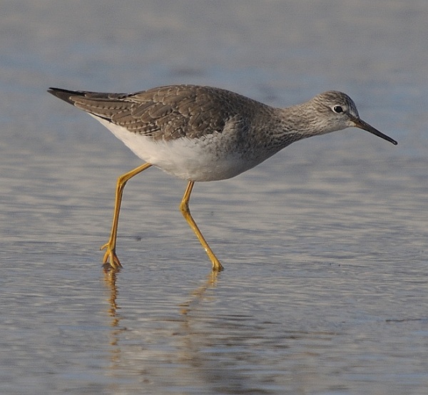 Lesser Yellowlegs